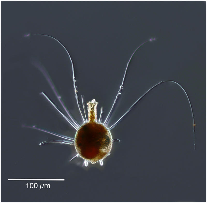 Porospathis holostoma