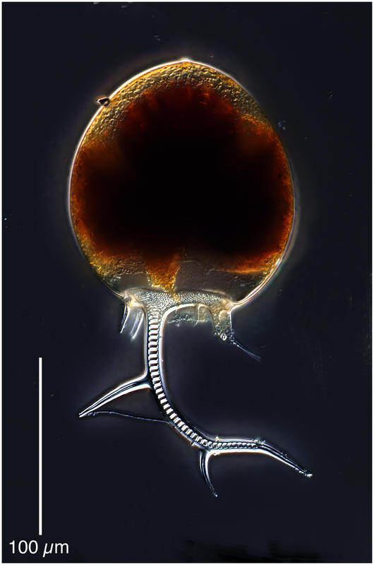 Euphysetta lucani