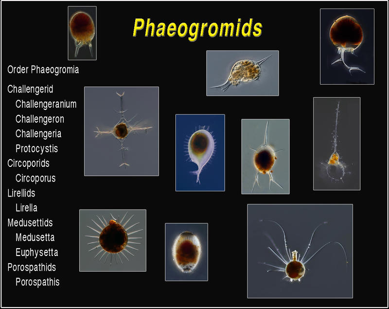Pheogromids Plate