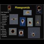 Phaeogromids a group formerly known as Radiolarians