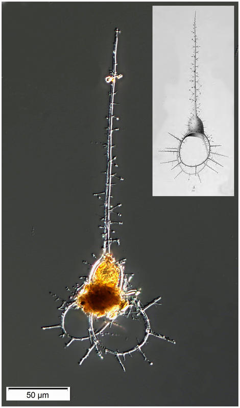 Medusetta parthenopaea (Borgert 1901)