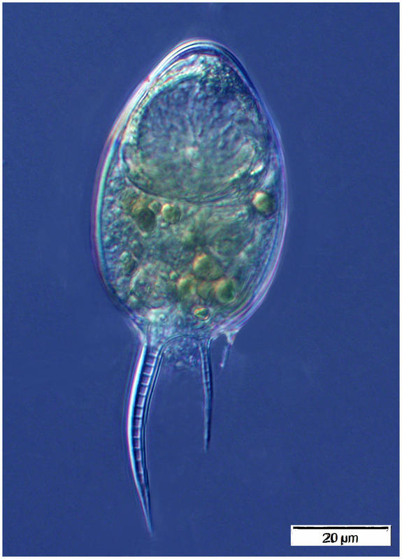 Euphysetta pusilla