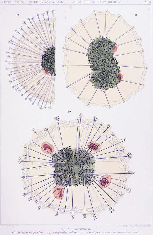 Tafel II: Aulacanthidae