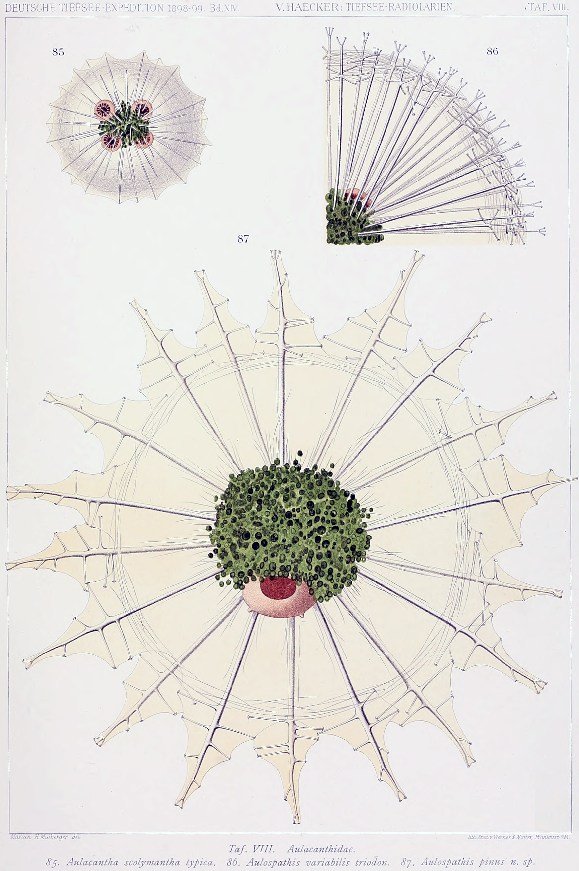 Tafel VIII: Aulacanthidae