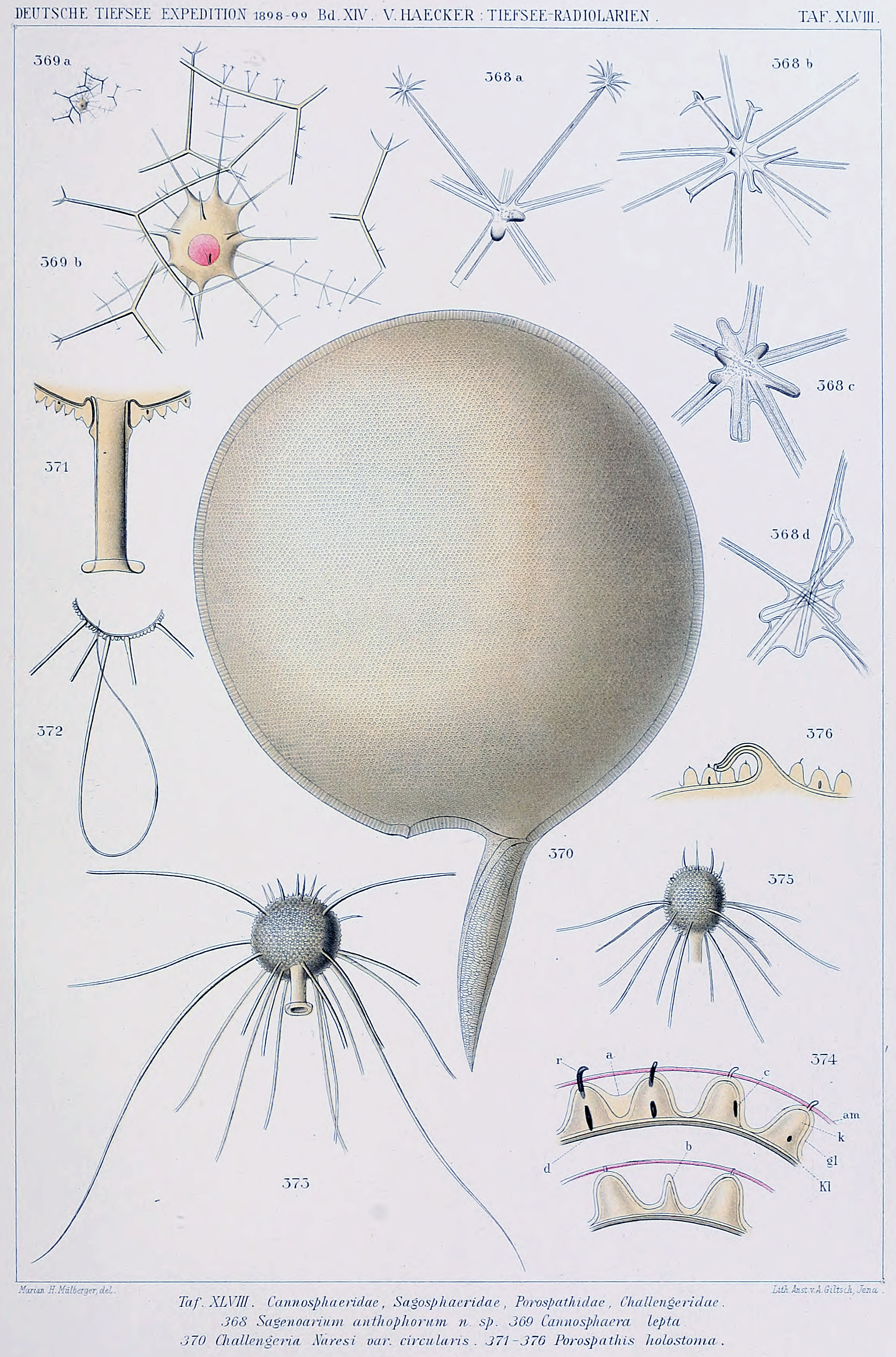 Tafel XLVIII: Cannosphaeidae, Sagospharidae, Porospathidae, Challengeridae