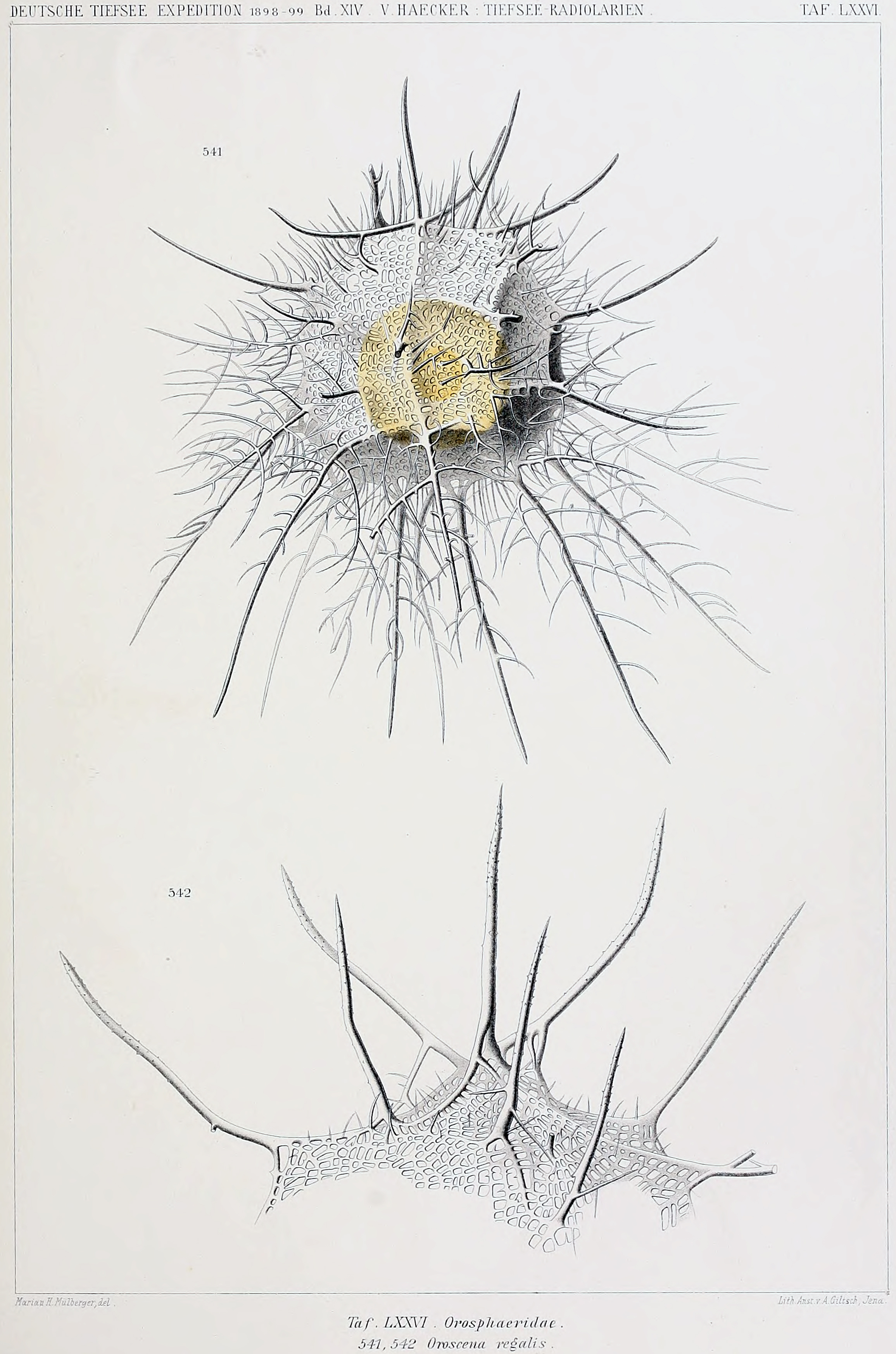 Tafel LXXVI: Orosphaeridae