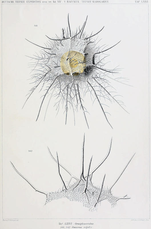 Tafel LXXVI: Orosphaeridae