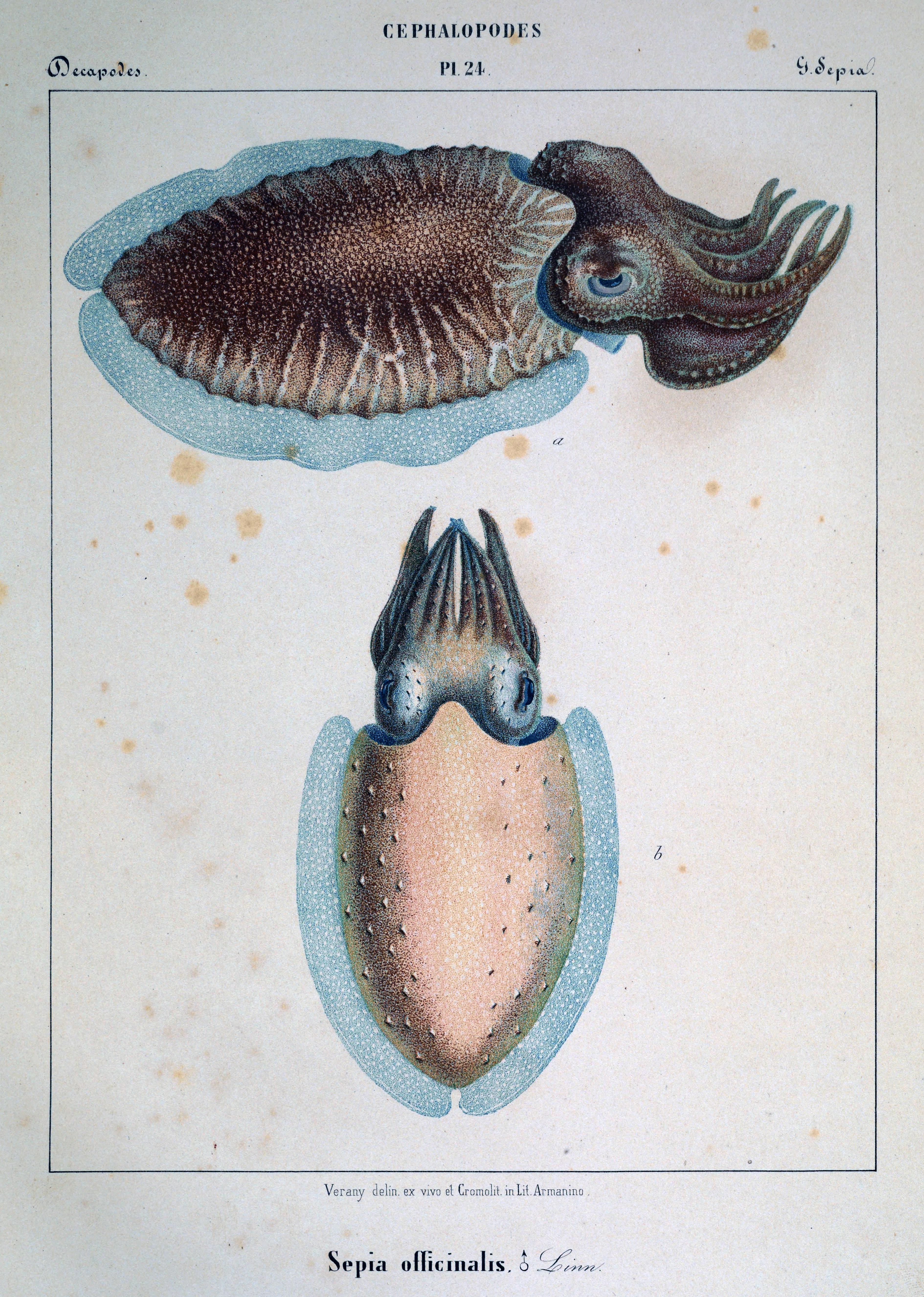 Plate 24