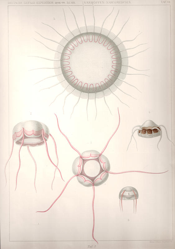 Tafel 1 from Vanhöffen 1908: Aegina rosea, Aegina lactea, Aegina brunnea, Solmaris rhodoloma