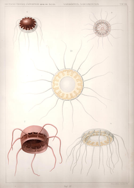 Tafel 2 from Vanhöffen 1908: Cunoctuna grimaldi, cunoctuna obscura, Polyxenia cyanogramma , Solmaris flavescens