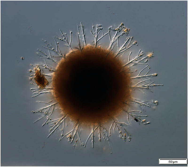 Cladococuus viminalis cell