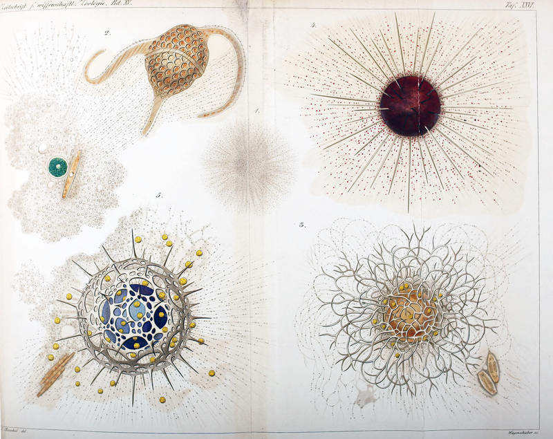 Haeckel 1865 Tafel