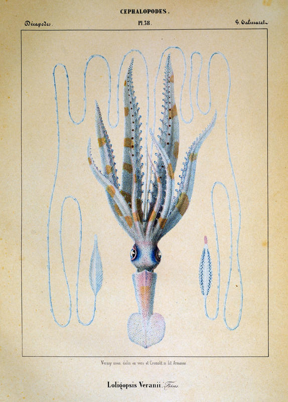 Plate 38 from Verany's monograph