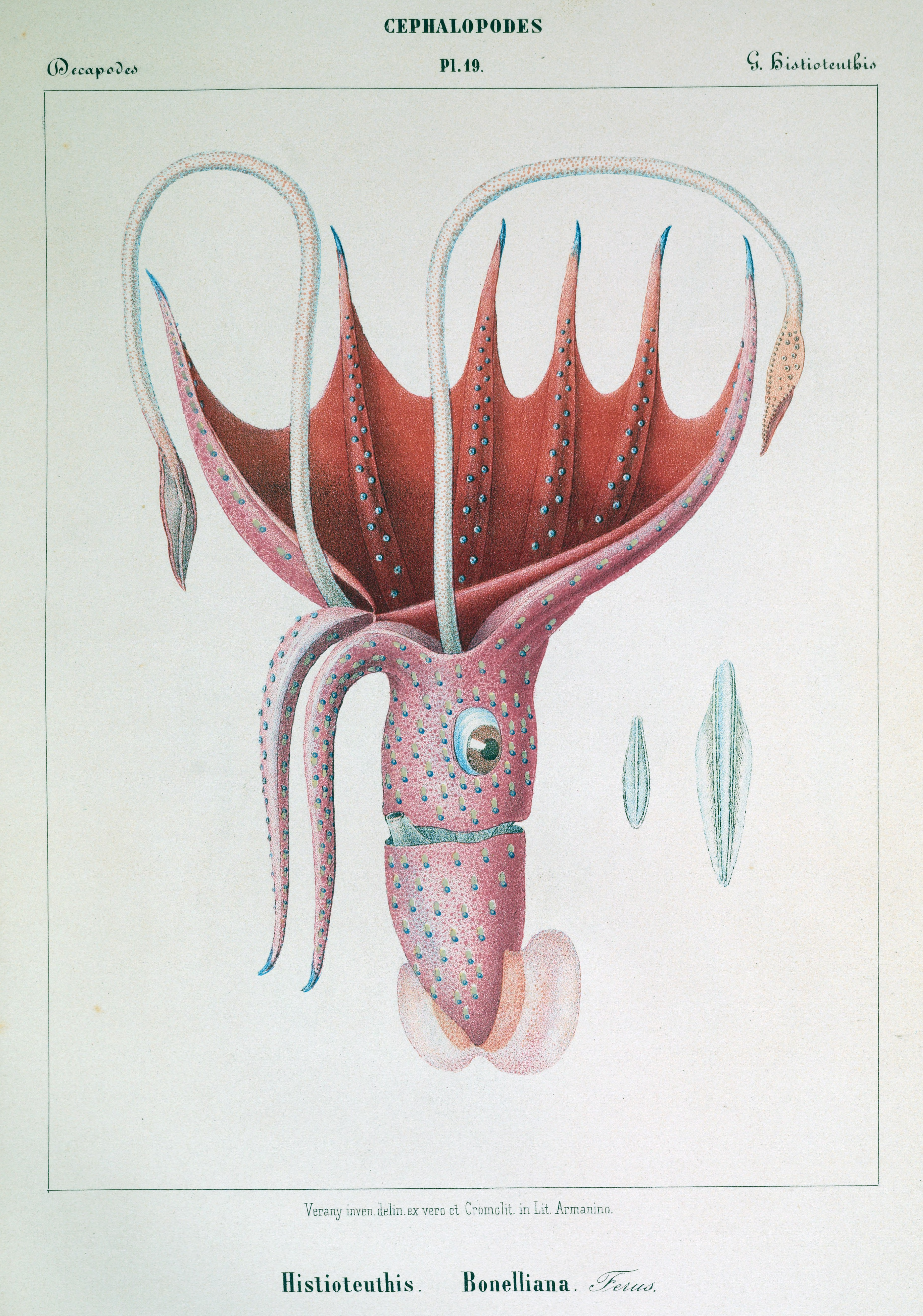 Plate 19 from Verany's Monograph