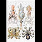 Haeckel Plate 54 Gamochonia