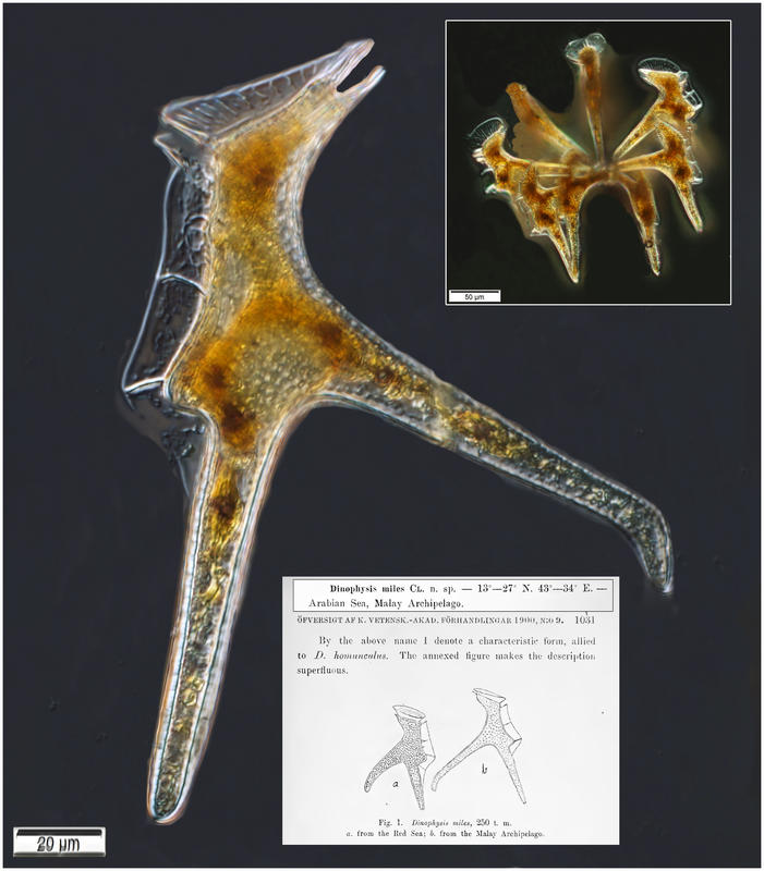 Dinophysis miles