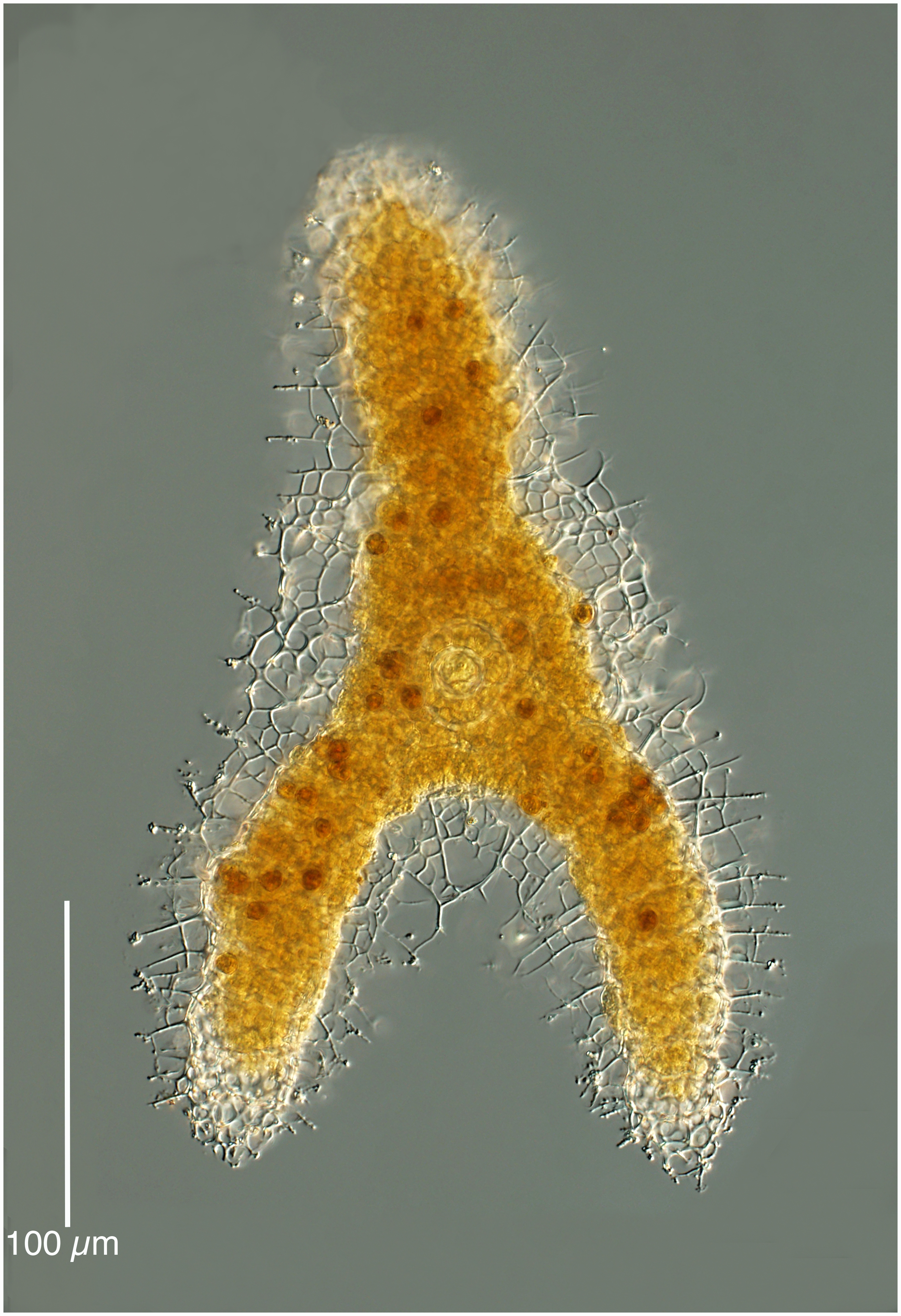 Euchitonia elegans