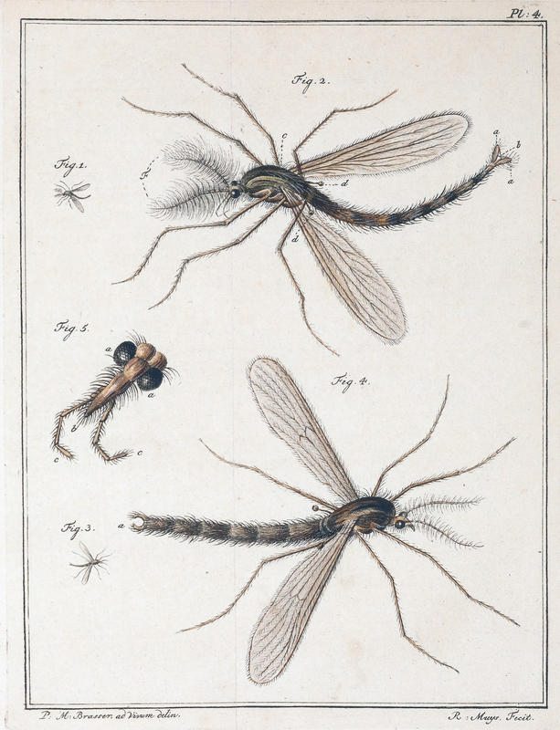 Slabber 1778 Plate 4