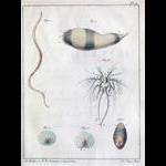 Slabber 1778 Plate 8 with Noctiluca