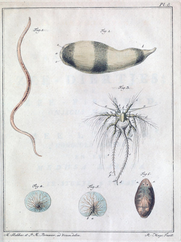 Slabber 1778 Plate 8 with Noctiluca