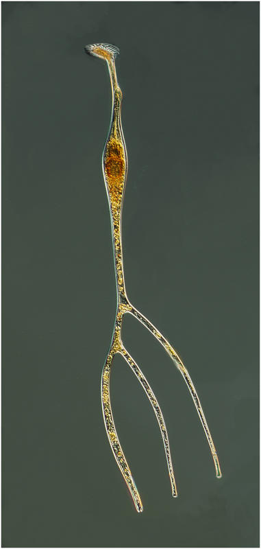 Amphisolenia thrinax