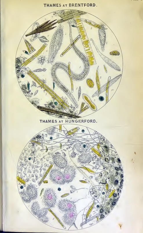 Hassall1850Plate1