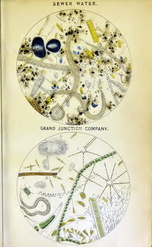 Hassall1850Plate2