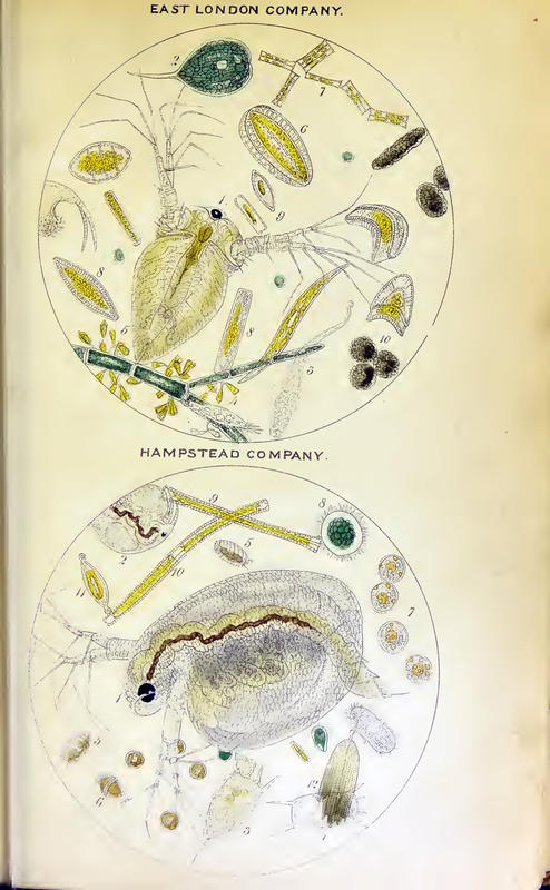 Hassall1850Plate6