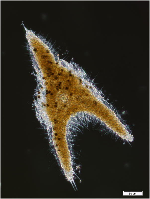 Euchitonia elegans-furcata