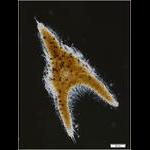 Euchitonia elegans-furcata
