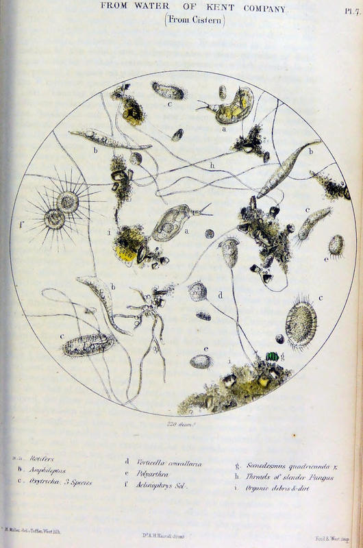 Plate 7