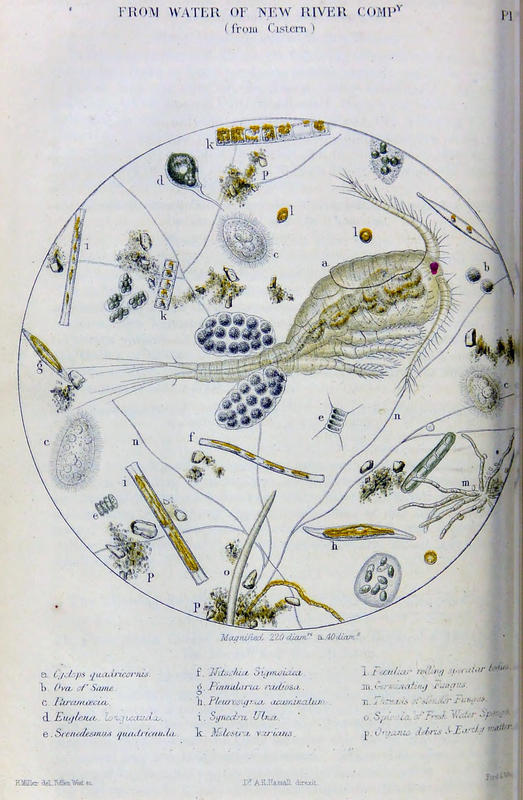 Plate 2