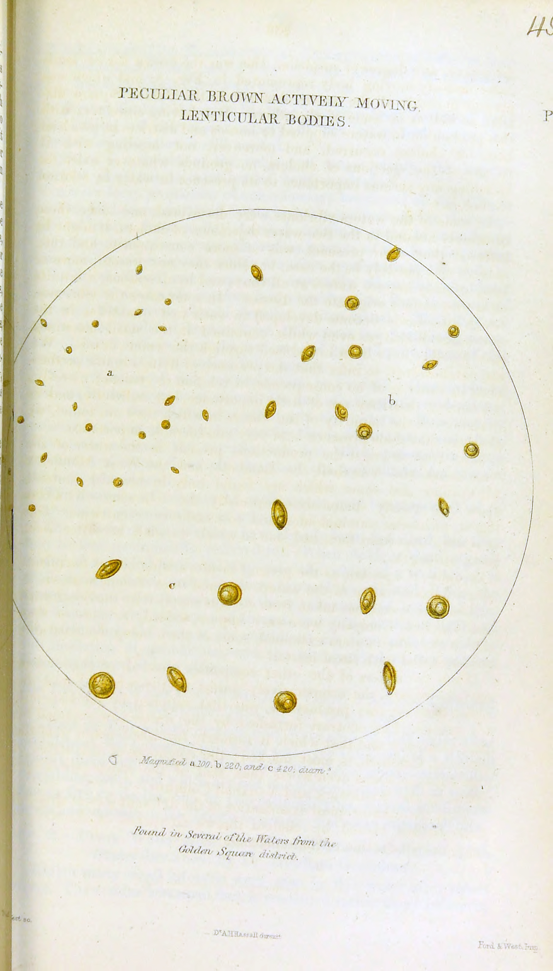 Plate 8 from Hassall 1855