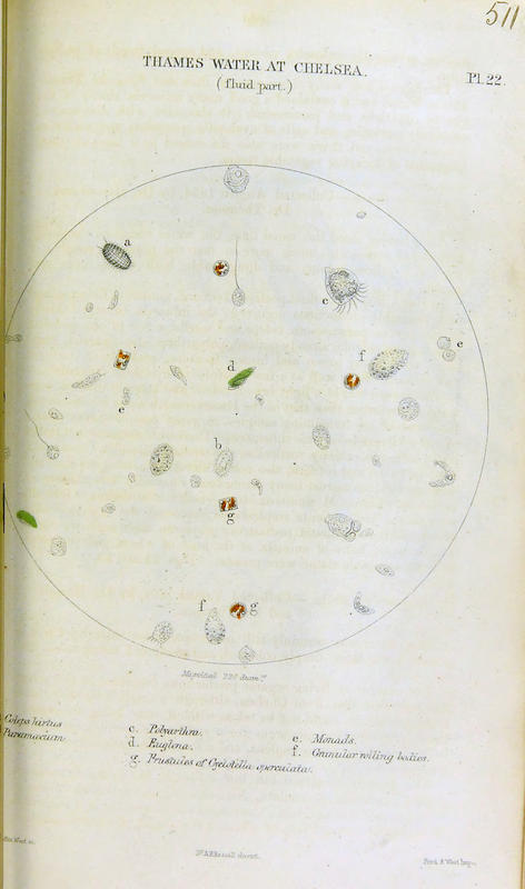 Plate 22 from Hassall 1855