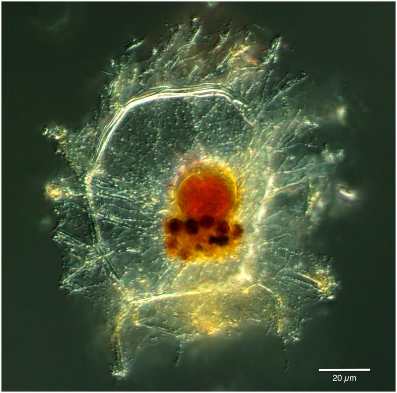 Zygocircus sp.?