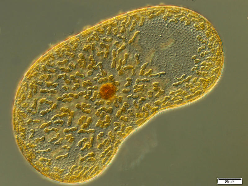 Coscinodiscus reniformis (Castracane) 1886