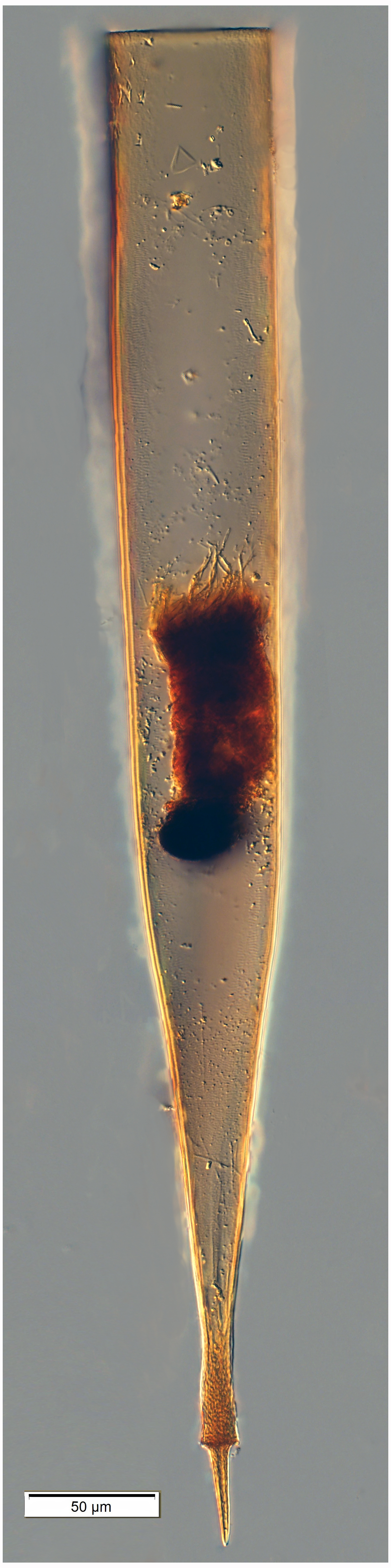 Xystonellopsis krämeri