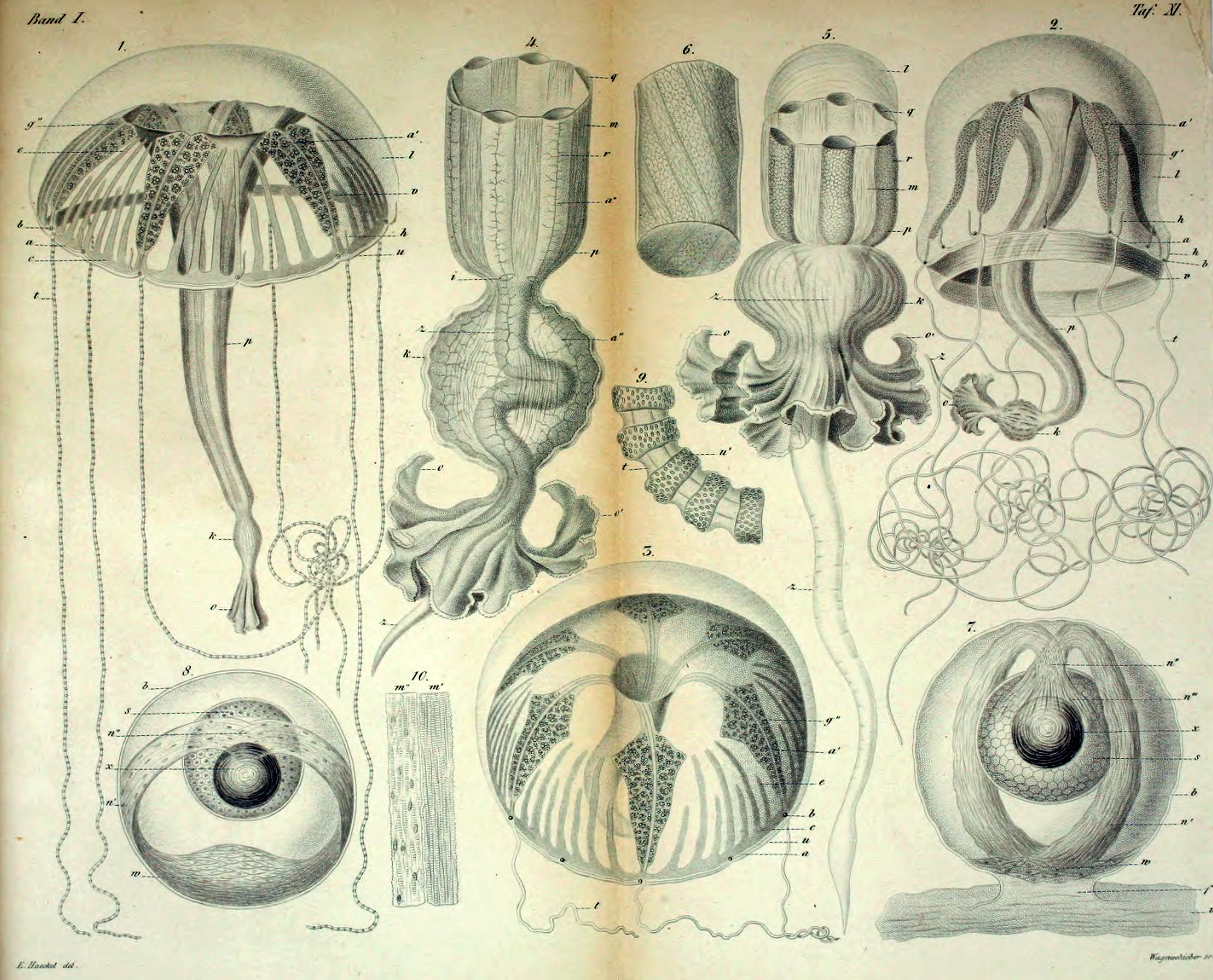 Carmarina hastata by Ernst Haeckel (1864)