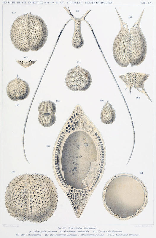 Haecker1908Plate60