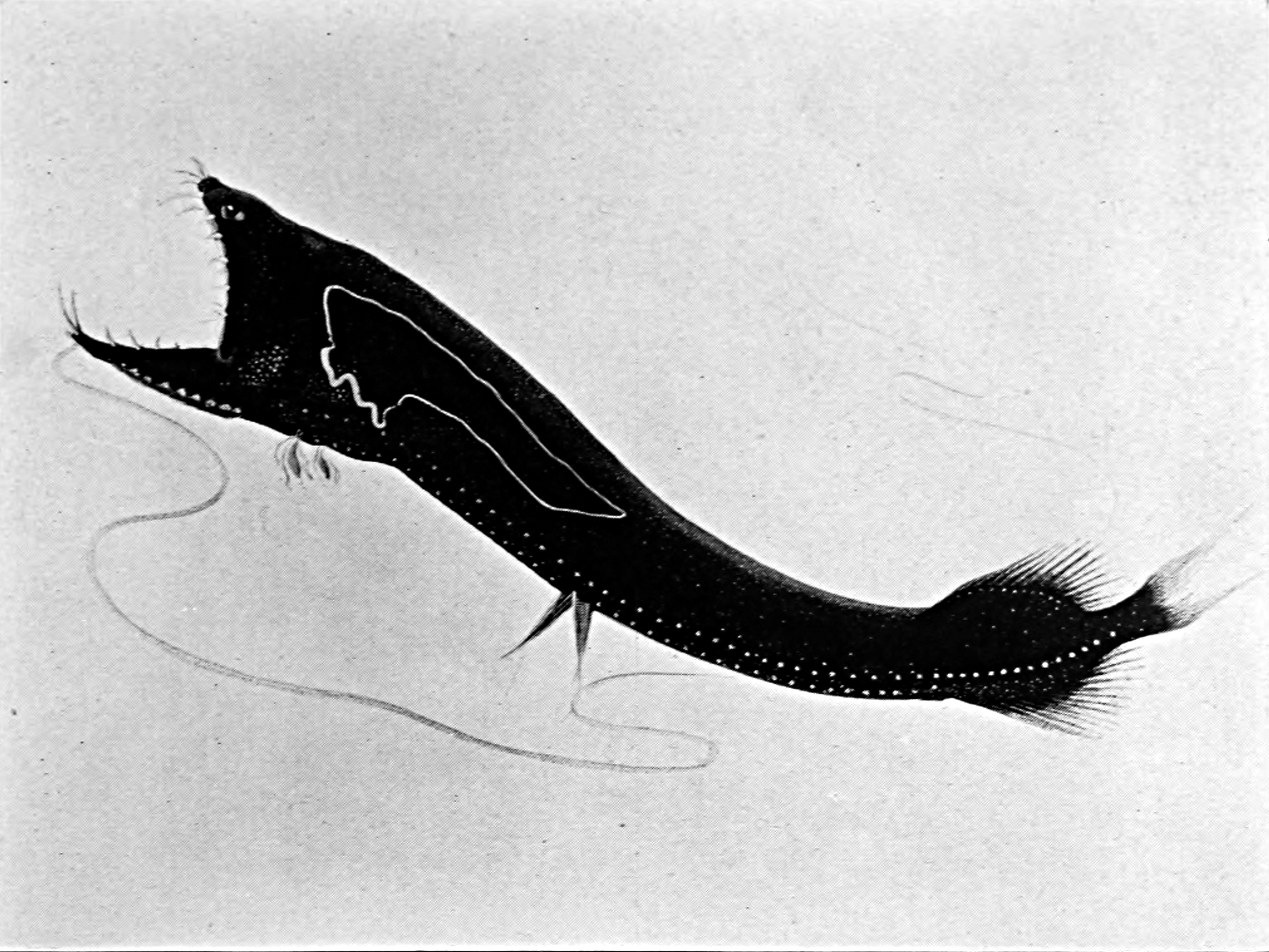 The Dragon of the Shining Bow (Lamprotoxus flagellibarba) by Bostemann 1932 Ann Rpt