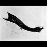 The Dragon of the Shining Bow (Lamprotoxus flagellibarba) by Bostemann 1932 Ann Rpt