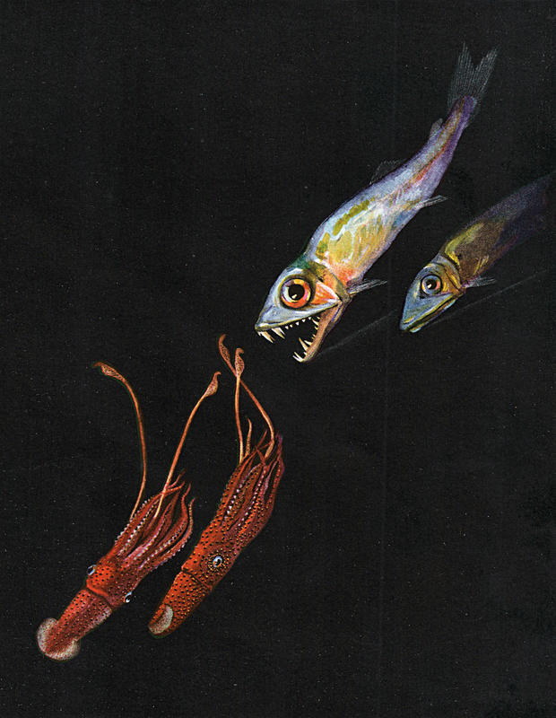 Dragon Fish chasing squid