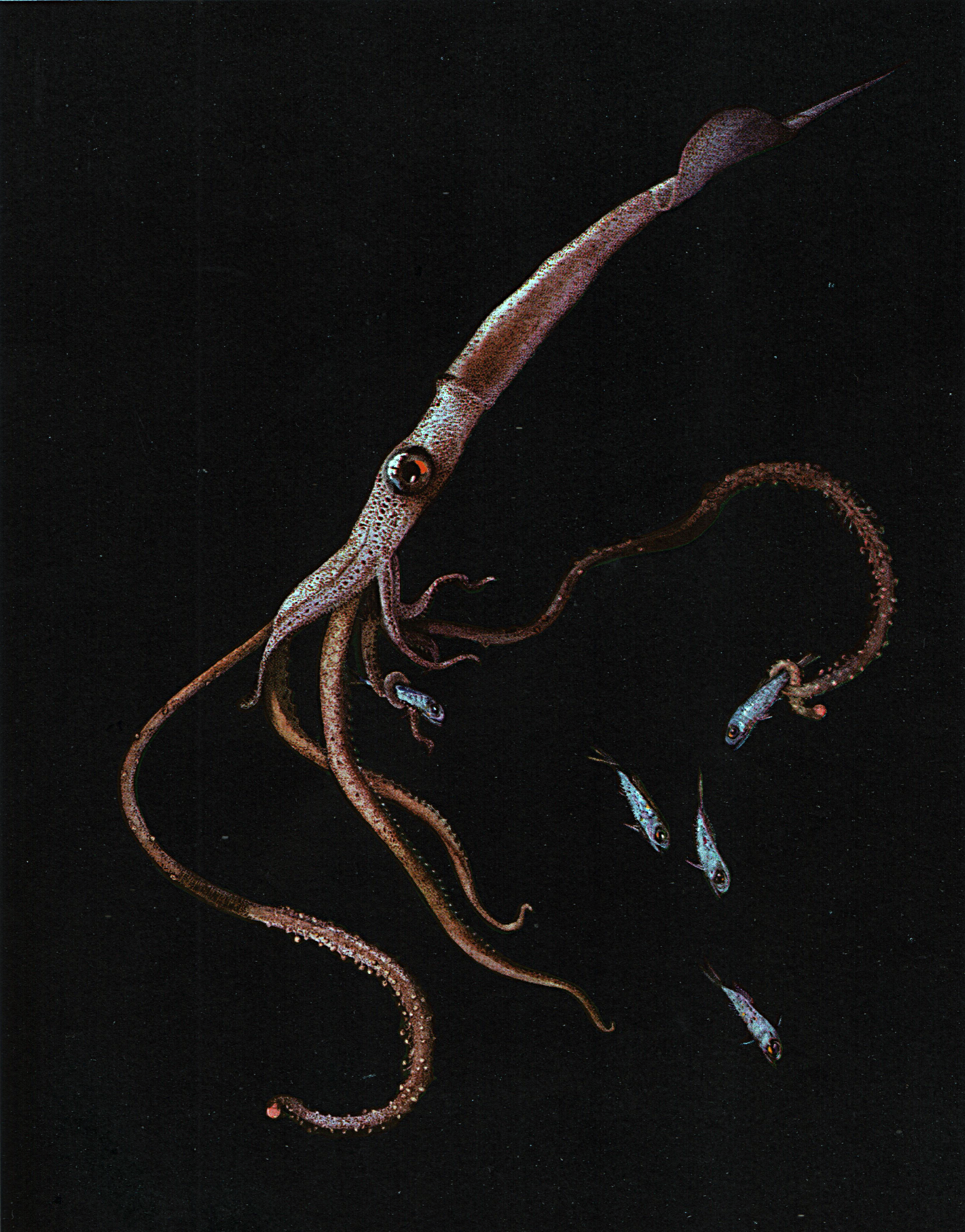 Deep Sea Squid Feeding on Myctophid Fish