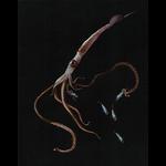 Deep Sea Squid Feeding on Myctophid Fish