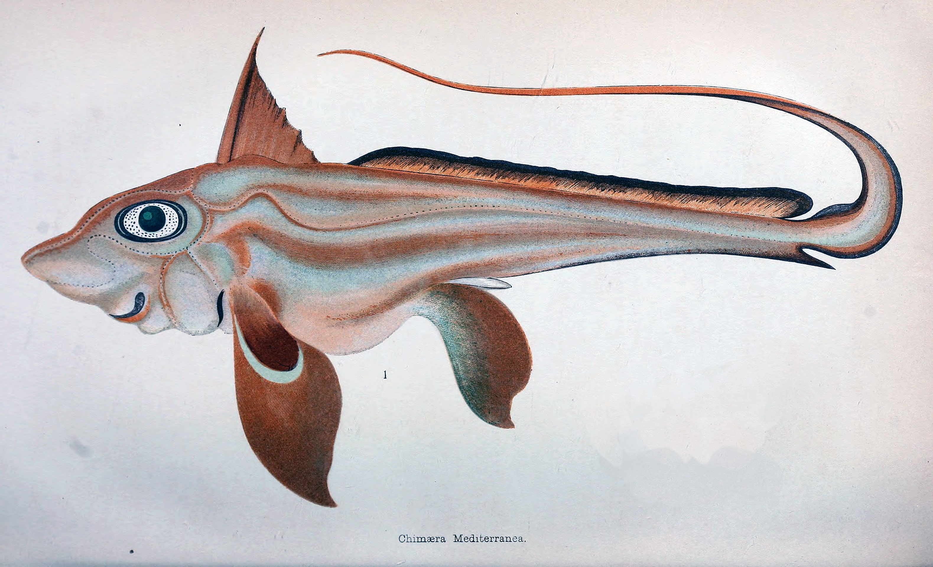 Chimaera1866DeaconIntellObserv