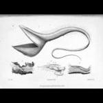 The Gulper Eel of Vaillant