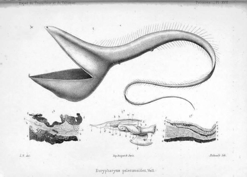 The Gulper Eel of Vaillant
