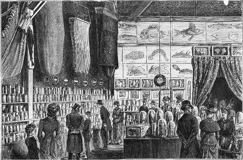Illustration of the Travailleur and Talisman Exhibition from Filhol's article in La Nature (Feb., 1884)