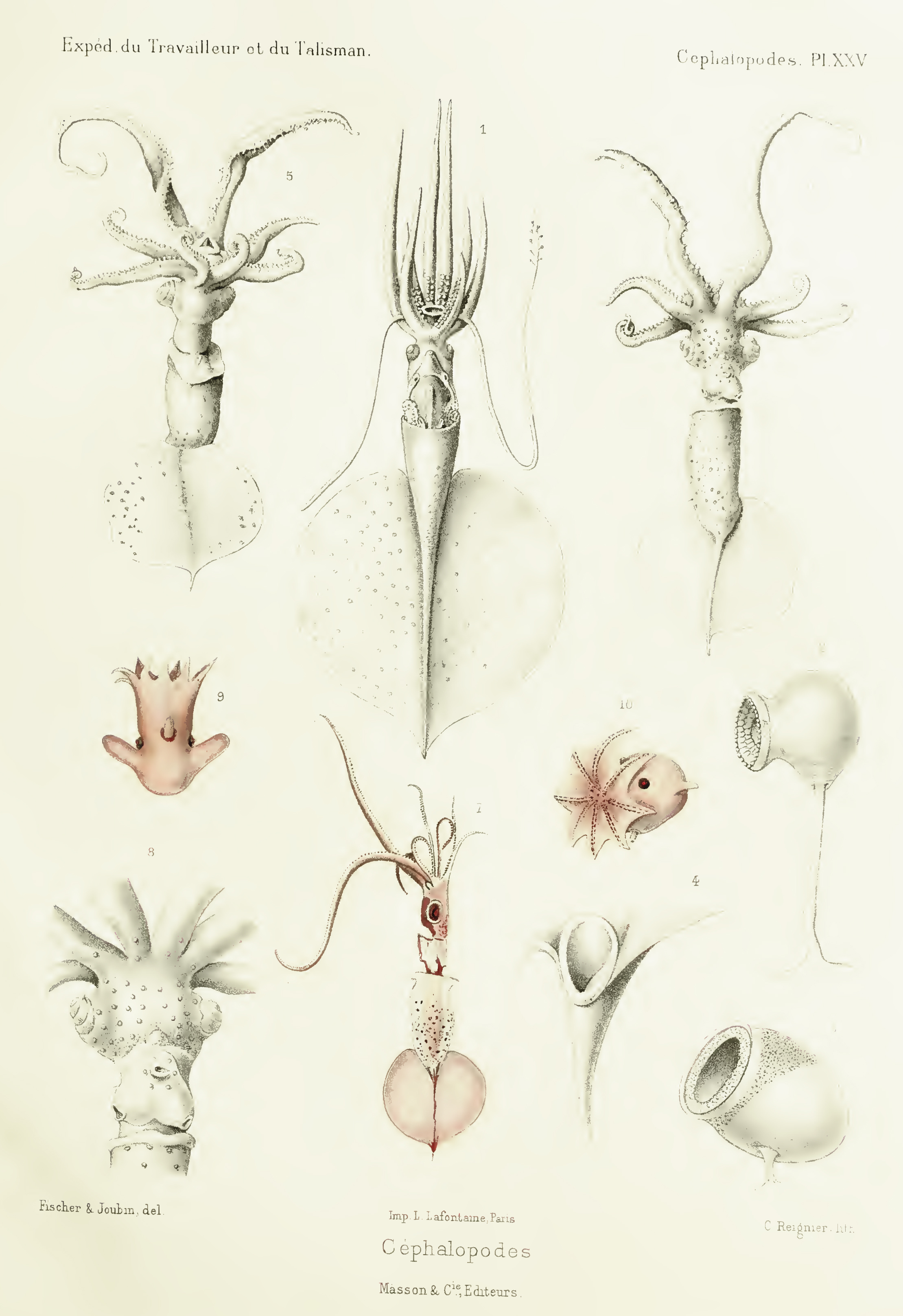 From Fischer's 1906  "Céphalopodes" of the expeditions