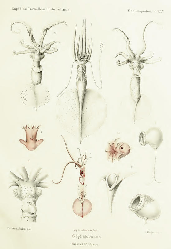 From Fischer's 1906  "Céphalopodes" of the expeditions